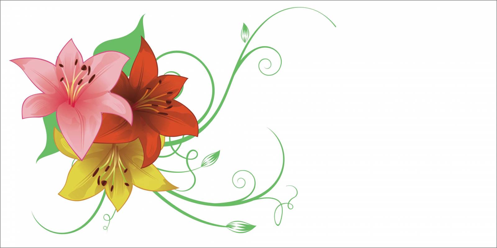 Лилия цветок рисунок
